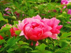 -莲花池公园