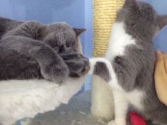 -喵的天空名猫咖啡馆·撸猫·猫舍·用品