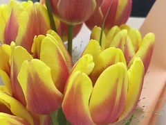 -循礼门鲜花花市(武汉循礼门店)