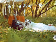 -超宠爱宠物摄影-Super pet