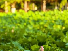 -四川大学(华西校区)