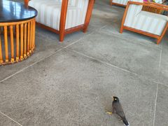 -亚龙湾喜来登·美景台大堂吧