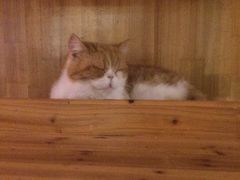 -喵园·猫主题咖啡厅·撸猫·猫咖(国贸店)