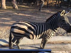 -清迈夜间动物园