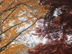 -泰州凤城河风景区-泰山公园