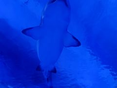 -海合安武汉极地海洋公园