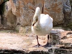 -辛玛王国游乐园