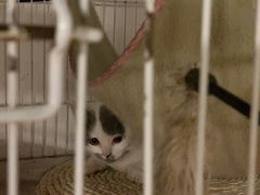-Cappucimeow猫咪咖啡馆(韦伯时代店)