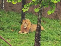 -西霞口神雕山野生动物世界