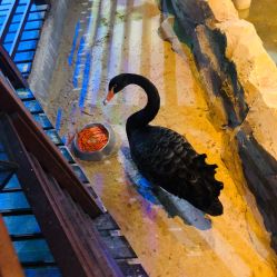 -酷嗒动物文化乐园(cutezoo西溪乐天城店)