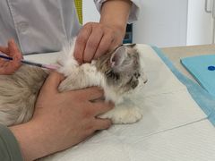 -艾吉宠物医院·疑难杂症转诊中心·猫友好(碧江路院)