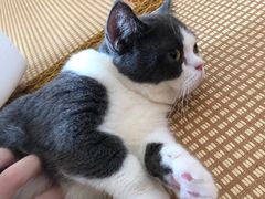 -泰国佛·塔罗·泰牌狐仙古曼