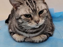 -纳吉亚猫专科动物诊疗中心(蒋宅口分院)