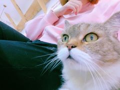 -喵园·猫主题咖啡厅·撸猫·猫咖(国贸店)