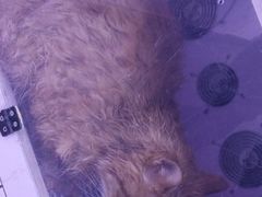 -喵百万·布偶·蓝金金渐层英短·猫舍(百子湾店)