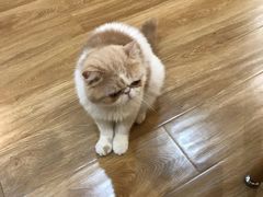 -滚猫咖啡·猫咖·猫友好撸猫(未来城店)