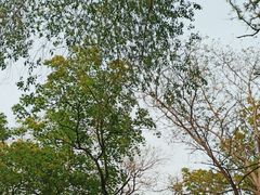 -北京大学燕东园