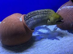 -江和美海洋公园
