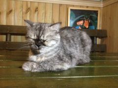 -猫色咖啡·猫咖