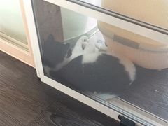 -吉丁鸟咖·异宠·寄养
