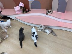 -1013 PET SHOP 宠物商店(近铁城市广场店)