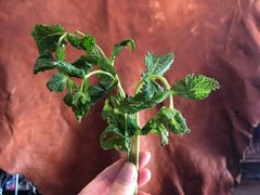 -穆莱拉赫制革厂