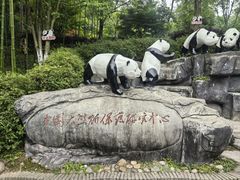 -都江堰中华大熊猫苑