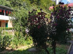 -柞水乾佑红门家菜