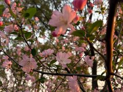 -高东镇樱花园