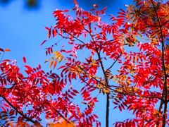 -龙口南山旅游景区