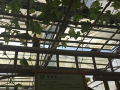 -上海都市菜园