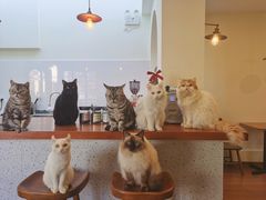 -有猫主题·治愈系猫咖(曾厝垵店)