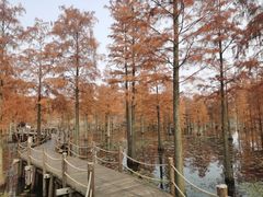 -池杉湖湿地公园
