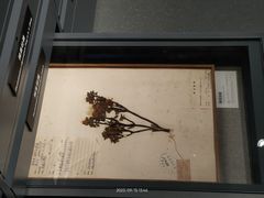 -四川大学博物馆