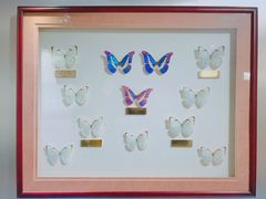 -上海昆虫博物馆