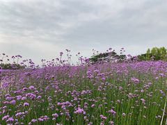 -深圳湾公园(南山区)