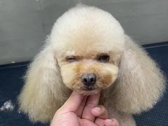 -PETKIT小佩宠物·低压洗护(国顺东路店)