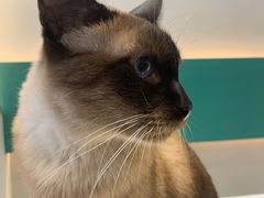 -飞行喵MR PILOT|猫舍·猫咖(静安大融城店)