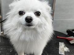 -宠福鑫康馨动物医院·骨科·眼科