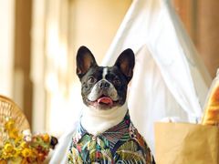 -超宠爱宠物摄影-Super pet