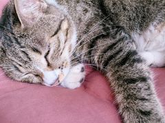 -海边的猫和咖啡馆