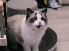 -猫大福·Fortune Cat猫舍(百子湾店)