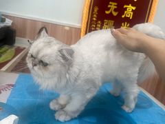 -瑞鹏宠物医院·内科·中兽医·骨科(苗圃店)