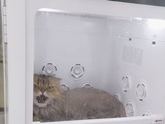 -爱洗澡的猫(天河路店)