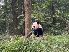 -中国大熊猫保护研究中心雅安碧峰峡基地