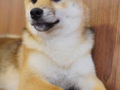 -柯斗斗主题餐厅·狗咖·围炉煮茶·茶饮(国瑞升平里店)