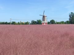 -羊亭河湿地公园