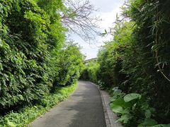 -华侨城湿地公园