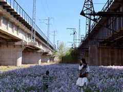 -长白岛森林公园