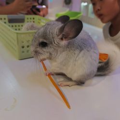-Moni星球萌宠·小马宝莉·灵蛇·高端高阶全萌宠互动体验俱乐部(红豆国际广场店)